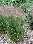 CALAMAGROSTIS ACUTIFLORA KARL FOERSTER