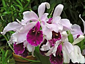 CATTLEYA GIGAS