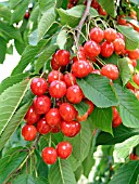 CHERRY (PRUNUS AVIUM)