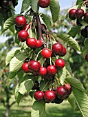 CHERRY (PRUNUS AVIUM)