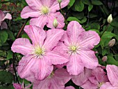 CLEMATIS COMTESSE DE BOUCHAUD