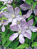 CLEMATIS PROTEUS