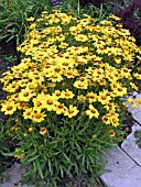 COREOPSIS BABY SUN