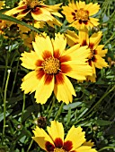 COREOPSIS BABY SUN