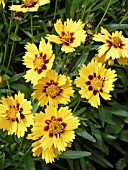 COREOPSIS BABY SUN