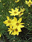 COREOPSIS VERTICILLATA GOLDEN SHOWERS