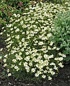 COREOPSIS VERTICILLATA MOONBEAM