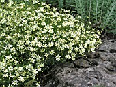 COREOPSIS VERTICILLATA MOONBEAM