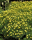 COREOPSIS VERTICILLATA ZAGREB