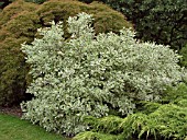 CORNUS ALBA ELEGANTISSIMA