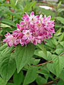 DEUTZIA MAGICIAN