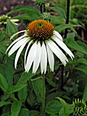 ECHINACEA PURPUREA ALBA