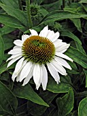 ECHINACEA PURPUREA ALBA