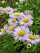 ERIGERON SPECIOSUS PROSPERITY