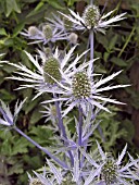 ERYNGIUM SAPPHIRE BLUE