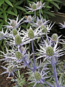 ERYNGIUM SAPPHIRE BLUE