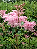 FILIPENDULA RUBRA