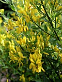 GENISTA TINCTORIA, (DYERS GREENWEED)