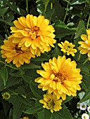 HELIOPSIS HELIANTHOIDES SUMMER SUN (SOMMERSONNE)