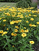 HELIOPSIS HELIANTHOIDES HOHLSPIEGEL