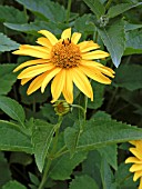 HELIOPSIS HELIANTHOIDES HOHLSPIEGEL