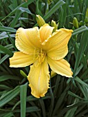 HEMEROCALLIS FULL REWARD