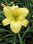 HEMEROCALLIS SHERWOOD GLADIATOR