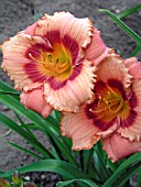 HEMEROCALLIS STRAWBERRY CANDY