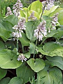 HOSTA SIEBOLDIANA BLUE ANGEL