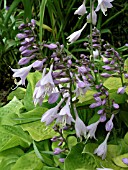 HOSTA VENUSTA GOLD DROP