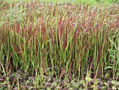 IMPERATA CYLINDRICA RUBRA (RED BARON)