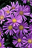 ASTER ODIN VIKING,  PURPLE, FLOWERS, CLOSE UP