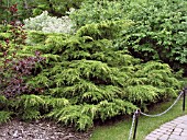 JUNIPERUS PFITZERIANA AUREA