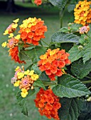 LANTANA RADIATION