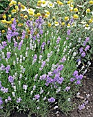 LAVANDULA ANGUSTIFOLIA BLUE CUSHION (SCHOLA)