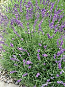 LAVANDULA ANGUSTIFOLIA HIDCOTE BLUE