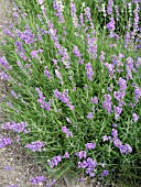 LAVANDULA ANGUSTIFOLIA LADY