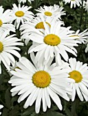 LEUCANTHEMUM SUPERBUM SILVER PRINCESS, (LEUCANTHEMUM SUPERBUM LITTLE PRINCESS)