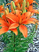 LILIUM HALLOWEEN