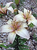 LILIUM MARIA CALLAS