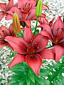 LILIUM MONTE NEGRO