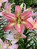 LILIUM MY FAIR LADY