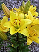 LILIUM NOVE CENTO