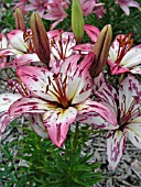 LILIUM PINK CHIQUE