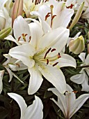 LILIUM ROYAL LACE