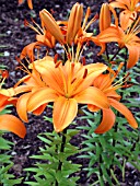 LILIUM SUNSET BEACON