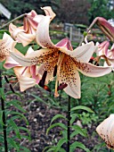 LILIUM TIGER BABIES