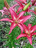 LILIUM TRISTAR