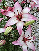 LILIUM UNIQUE