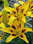 LILIUM WILLOW WOOD